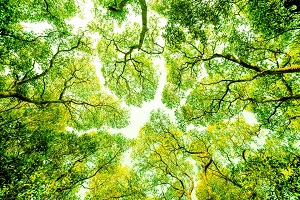 Nous adorons Allah par crainte de Son chtiment et espoir en Sa misricorde