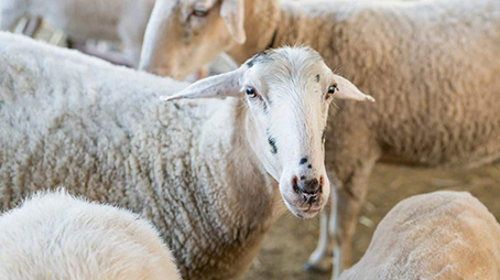 الأضحية سنة الأنبياء والصالحين