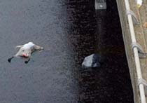 Shoot-to-Kill Orders in New Orleans